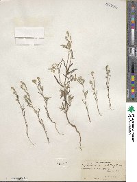 Cryptantha utahensis image