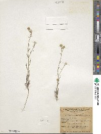 Cryptantha utahensis image