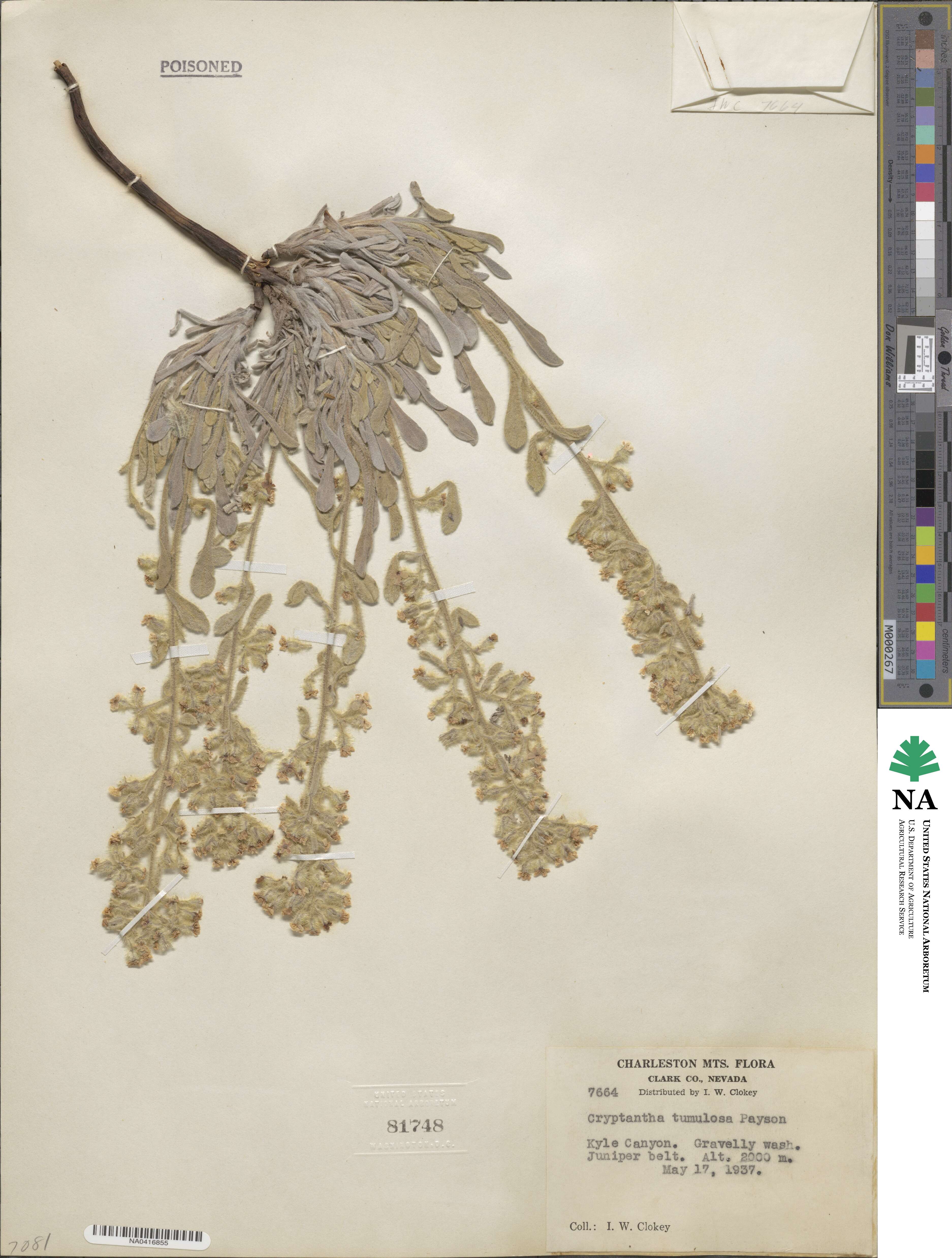 Oreocarya tumulosa image