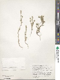 Cryptantha torreyana image