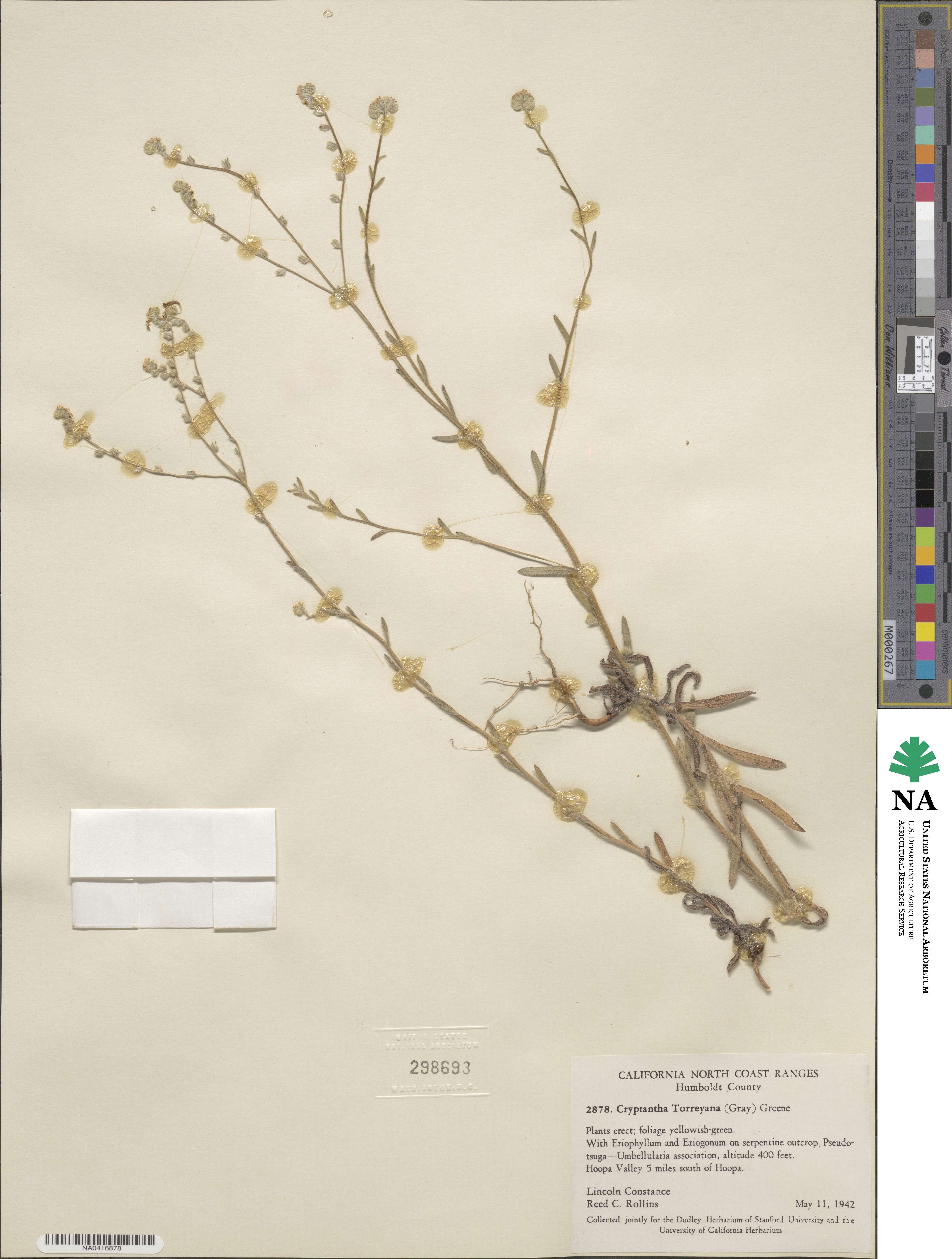 Cryptantha torreyana image