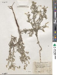 Cryptantha torreyana image