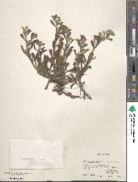 Cryptantha texana image