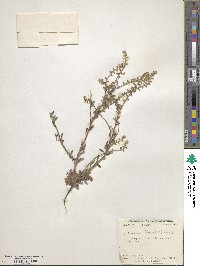 Cryptantha texana image