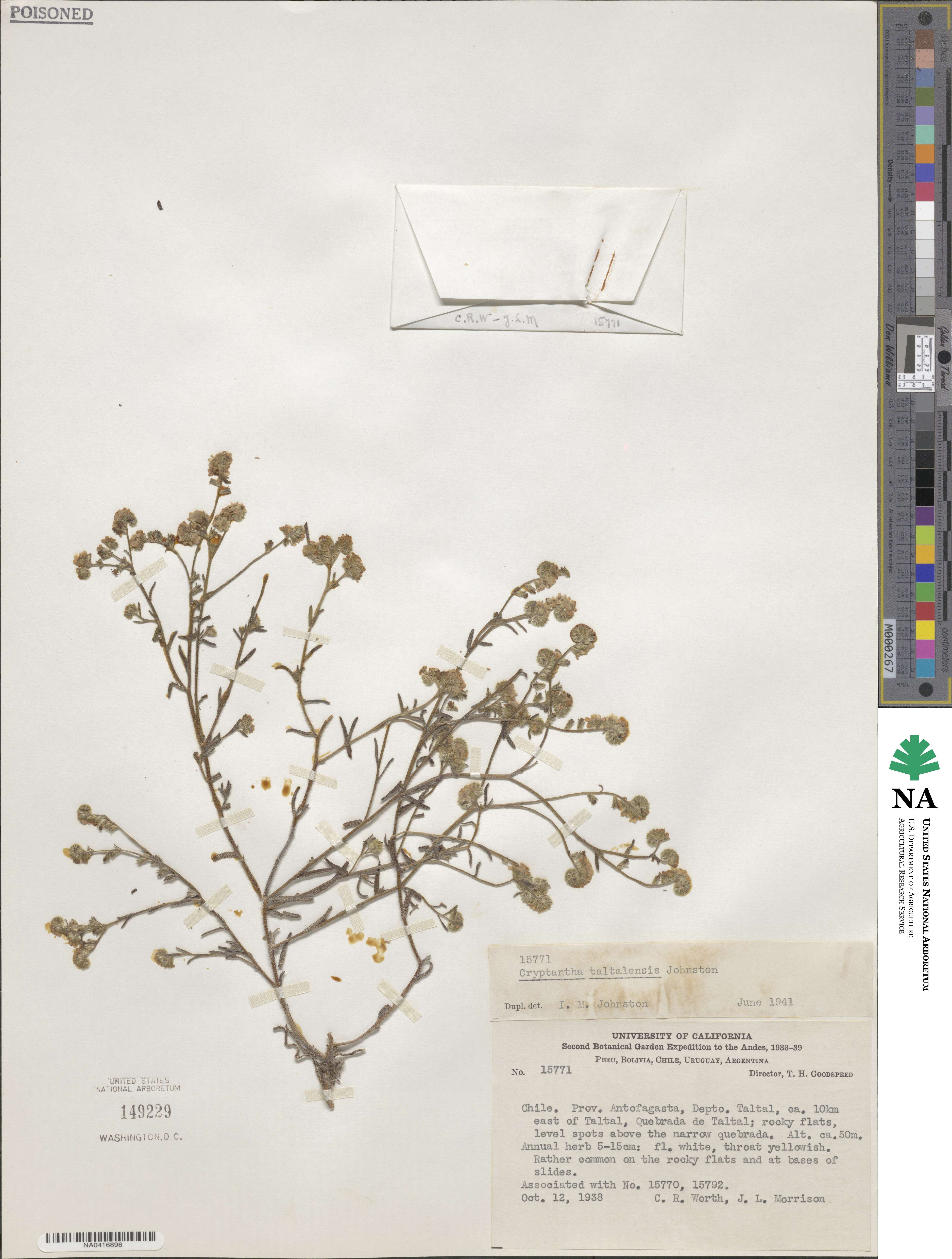 Cryptantha taltalensis image