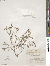 Image of Cryptantha taltalensis