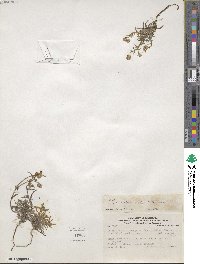 Cryptantha subamplexicaulis image