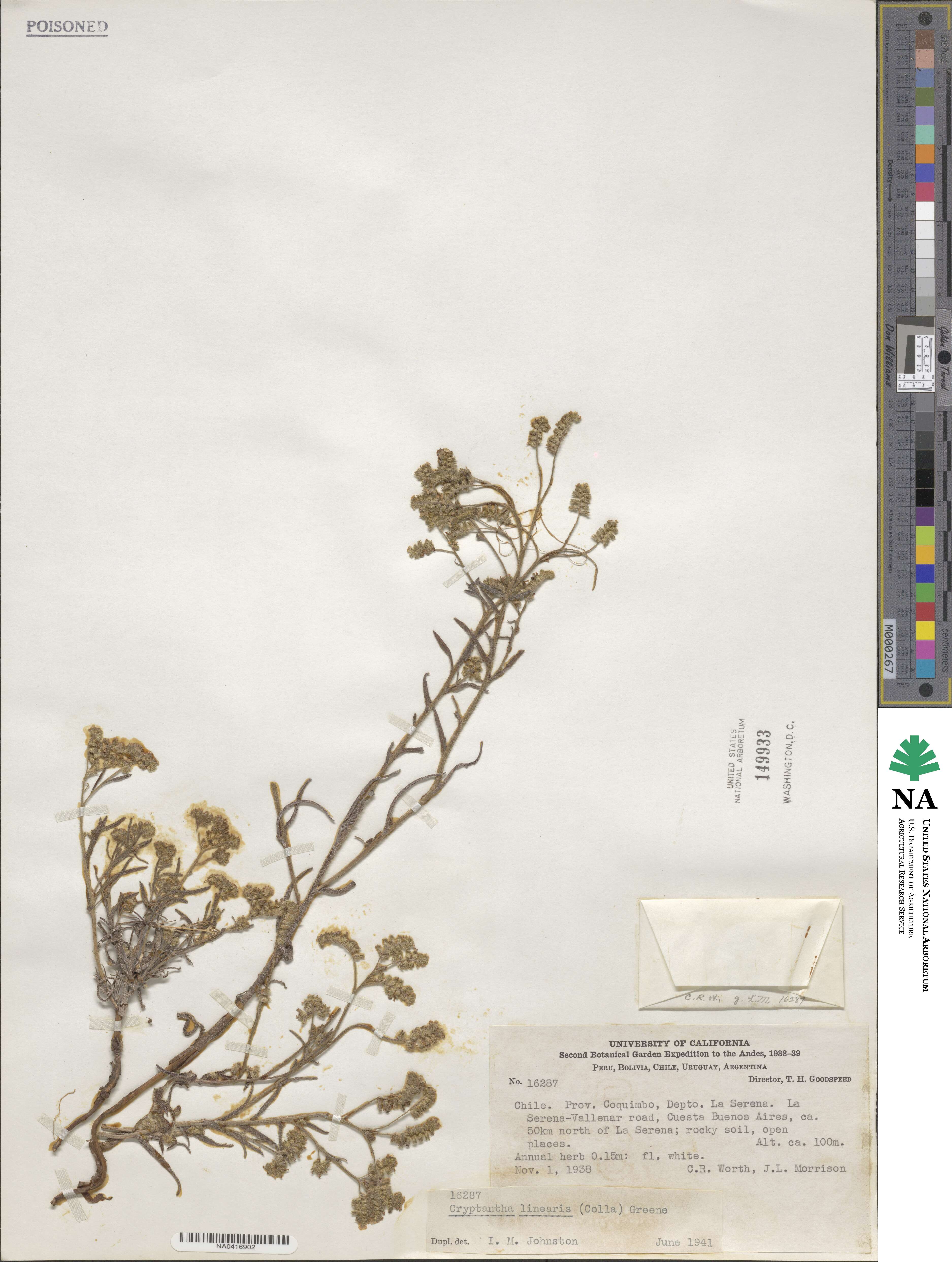 Cryptantha linearis image