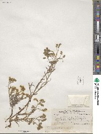 Cryptantha linearis image