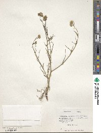 Cryptantha linearis image