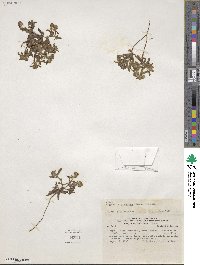 Image of Cryptantha granulosa