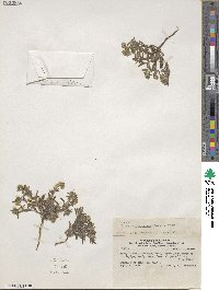 Cryptantha granulosa image