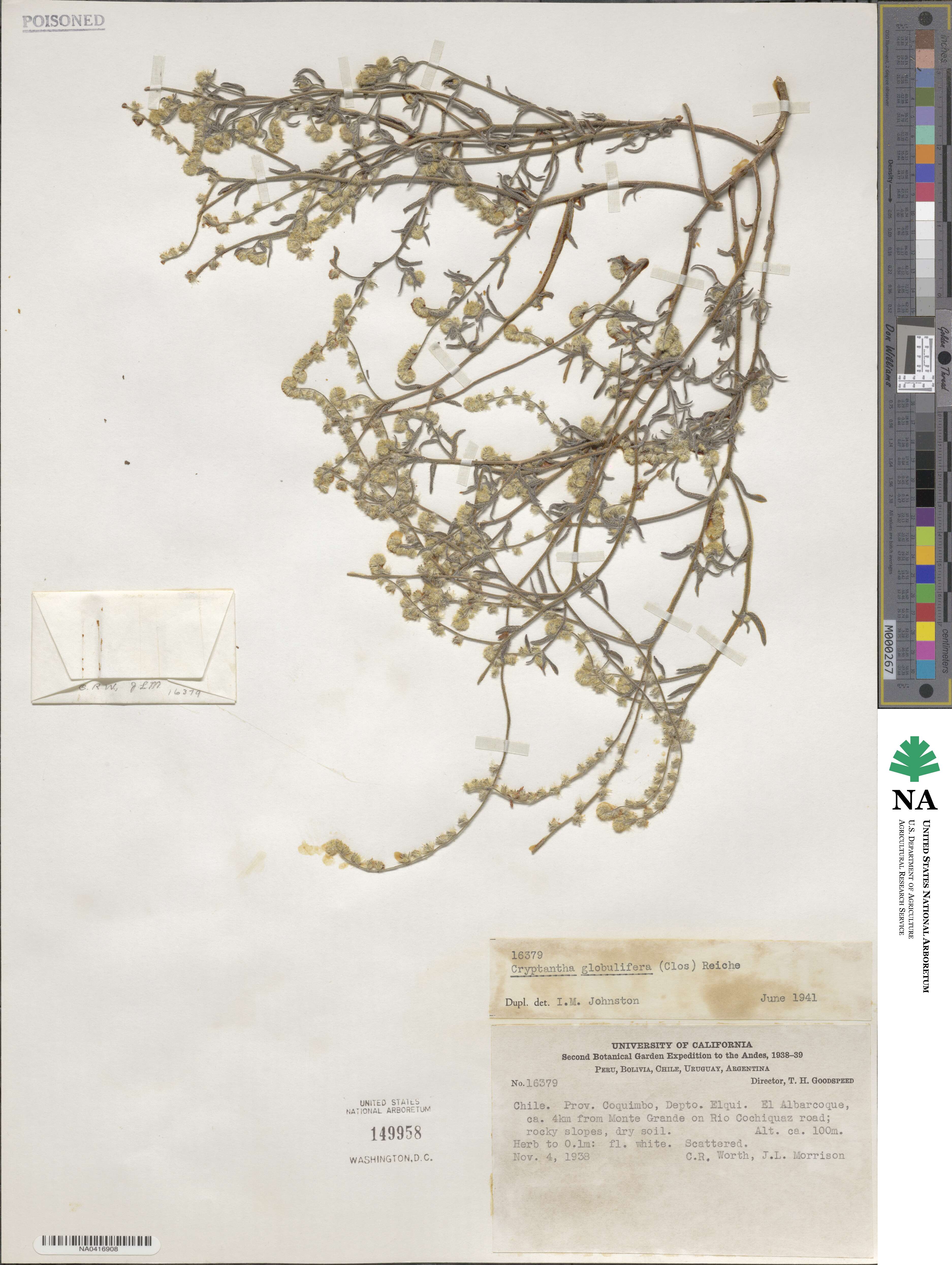 Cryptantha globulifera image