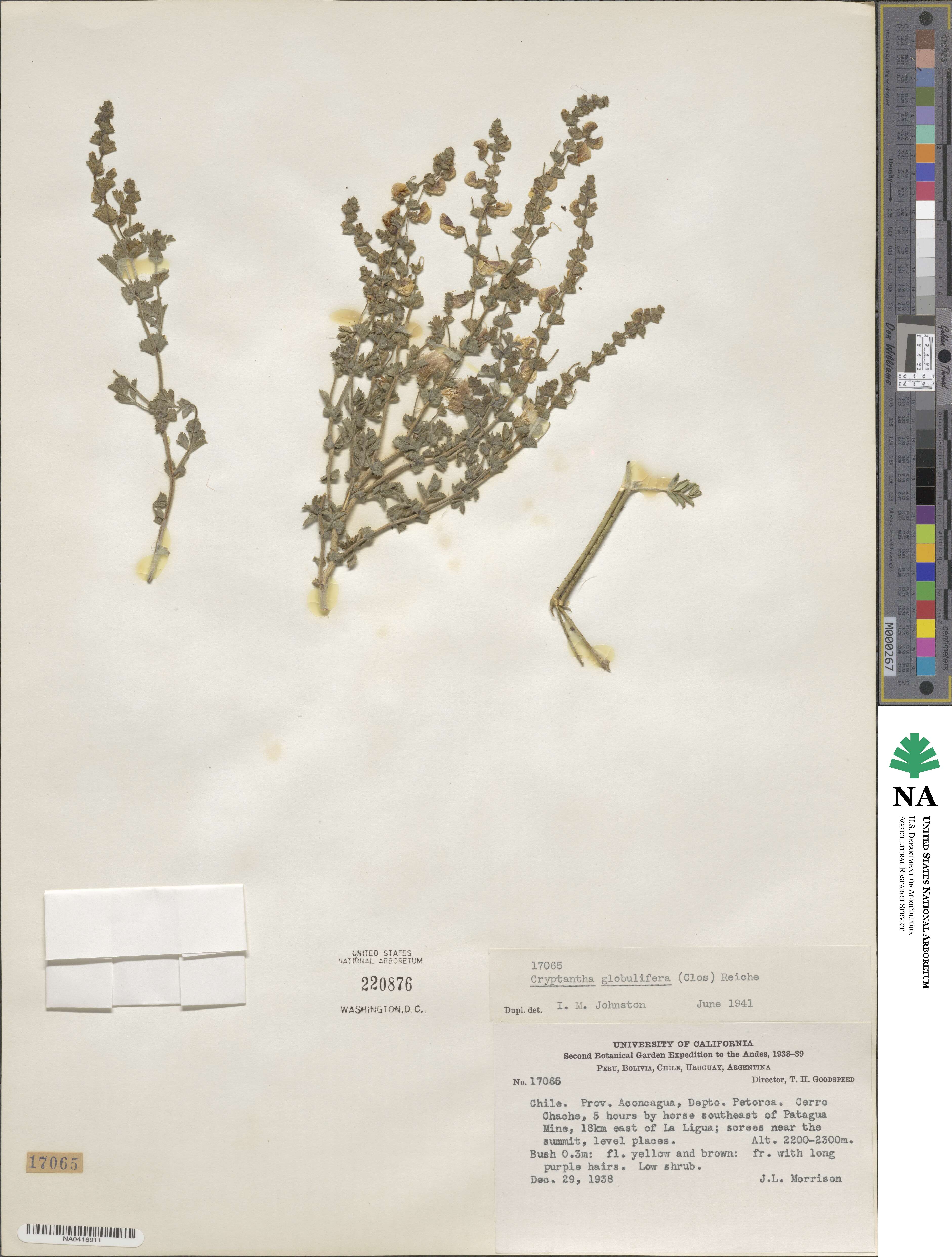 Cryptantha globulifera image