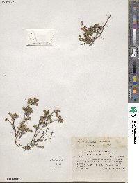 Image of Cryptantha filaginea