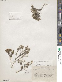 Cryptantha filaginea image