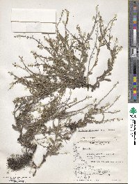 Cryptantha clandestina image