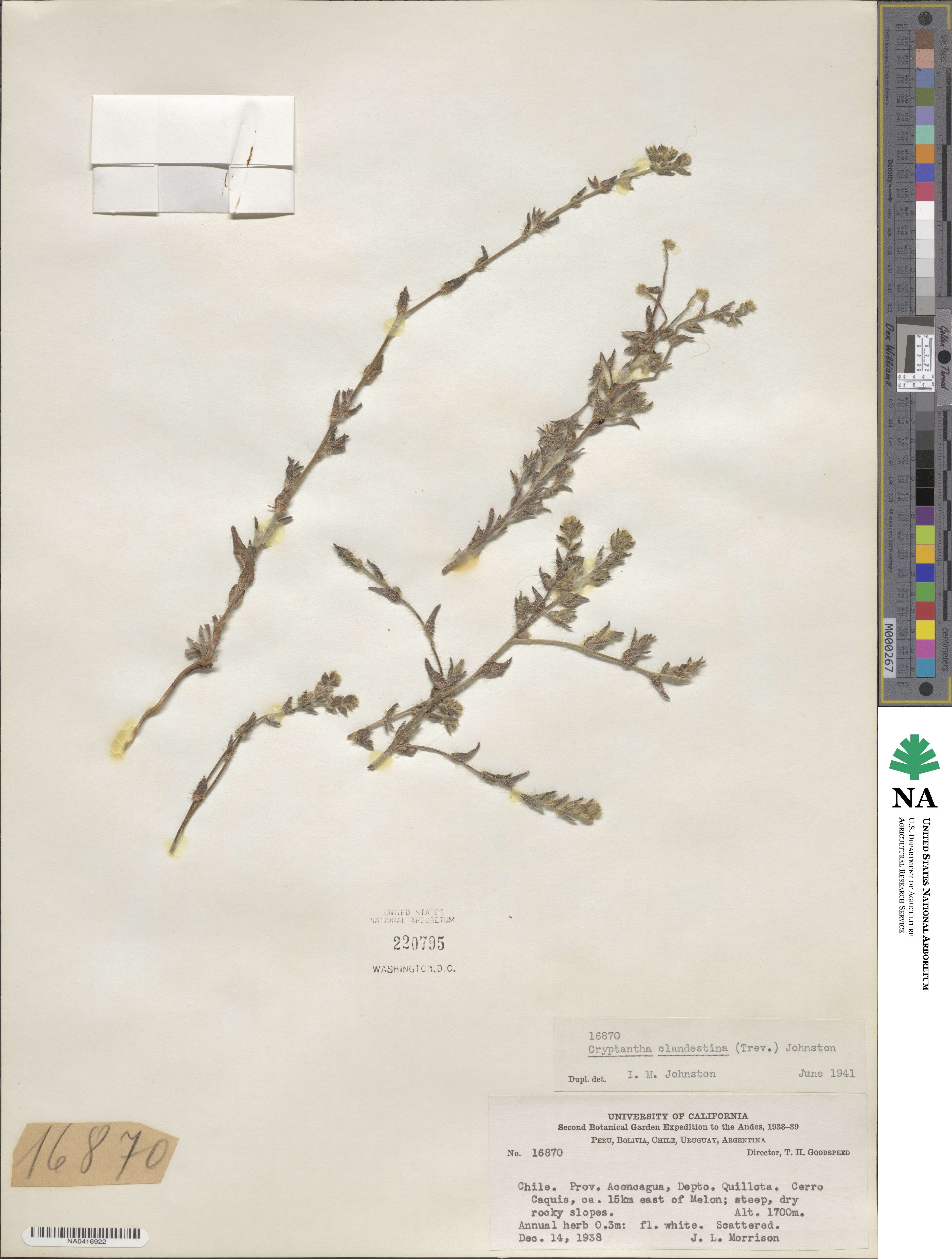 Cryptantha clandestina image