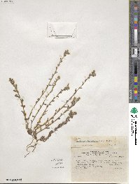 Cryptantha clandestina image