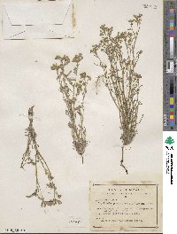 Johnstonella pusilla image