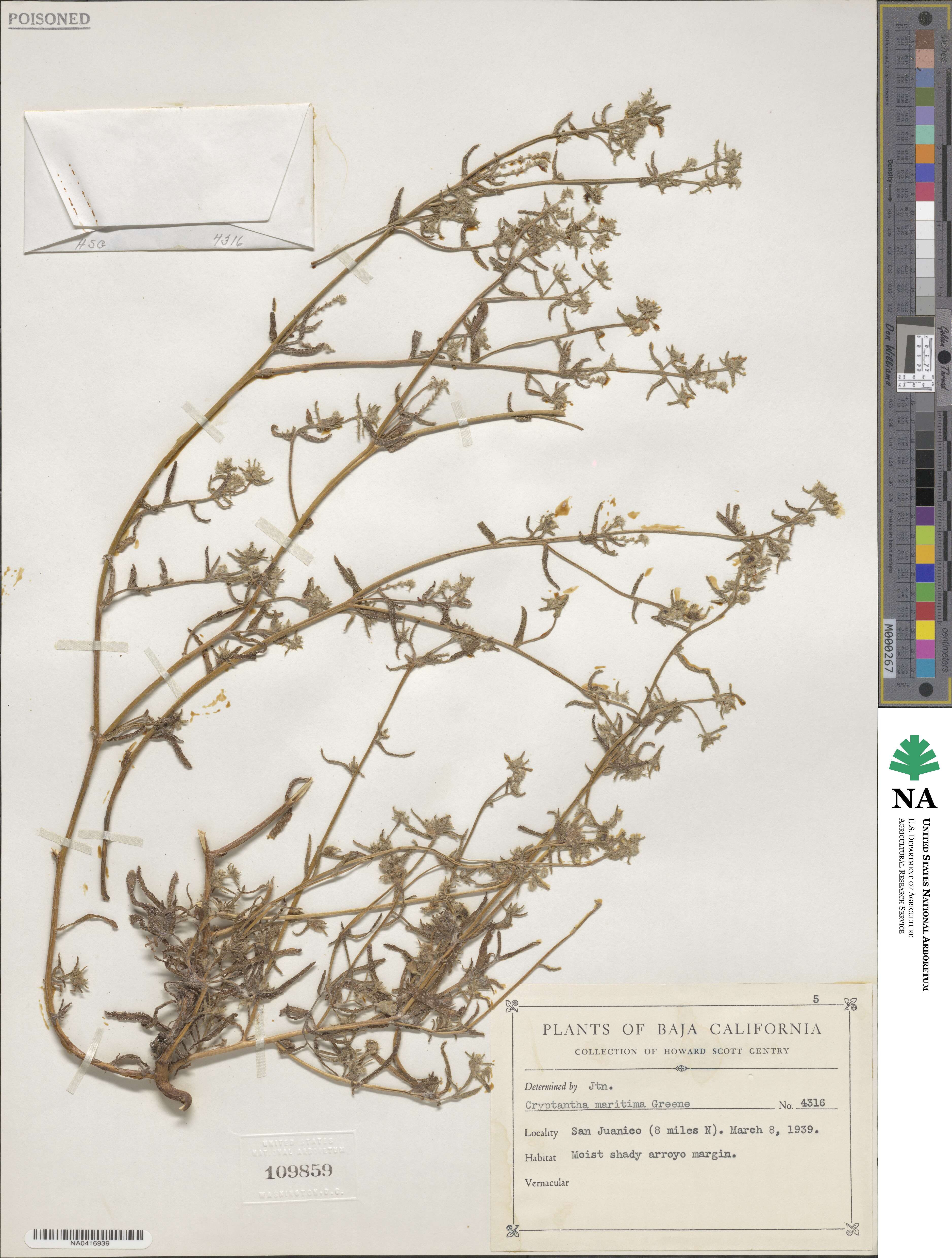 Cryptantha maritima image