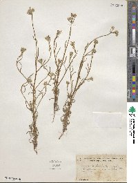 Cryptantha intermedia image