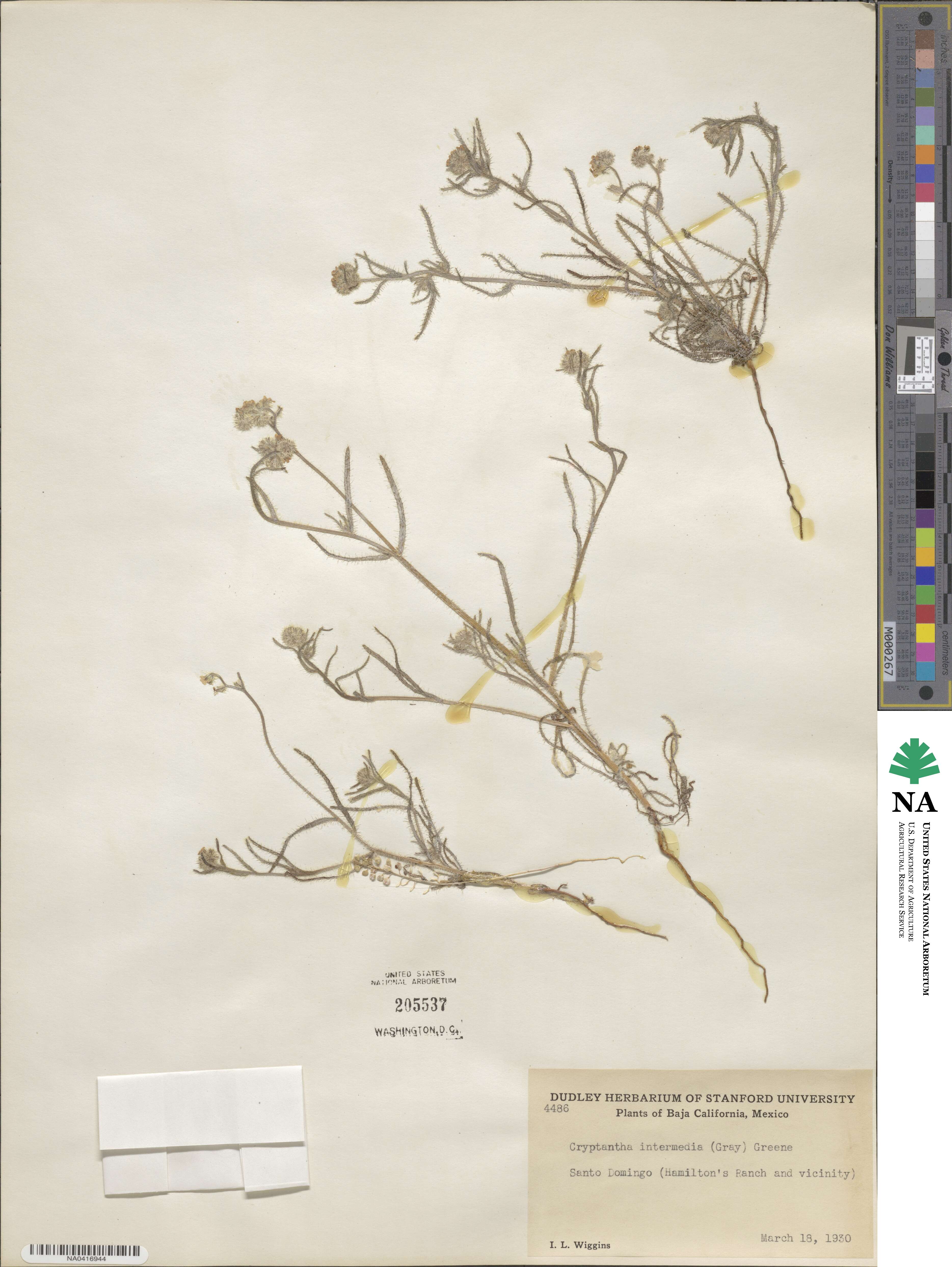 Cryptantha intermedia image