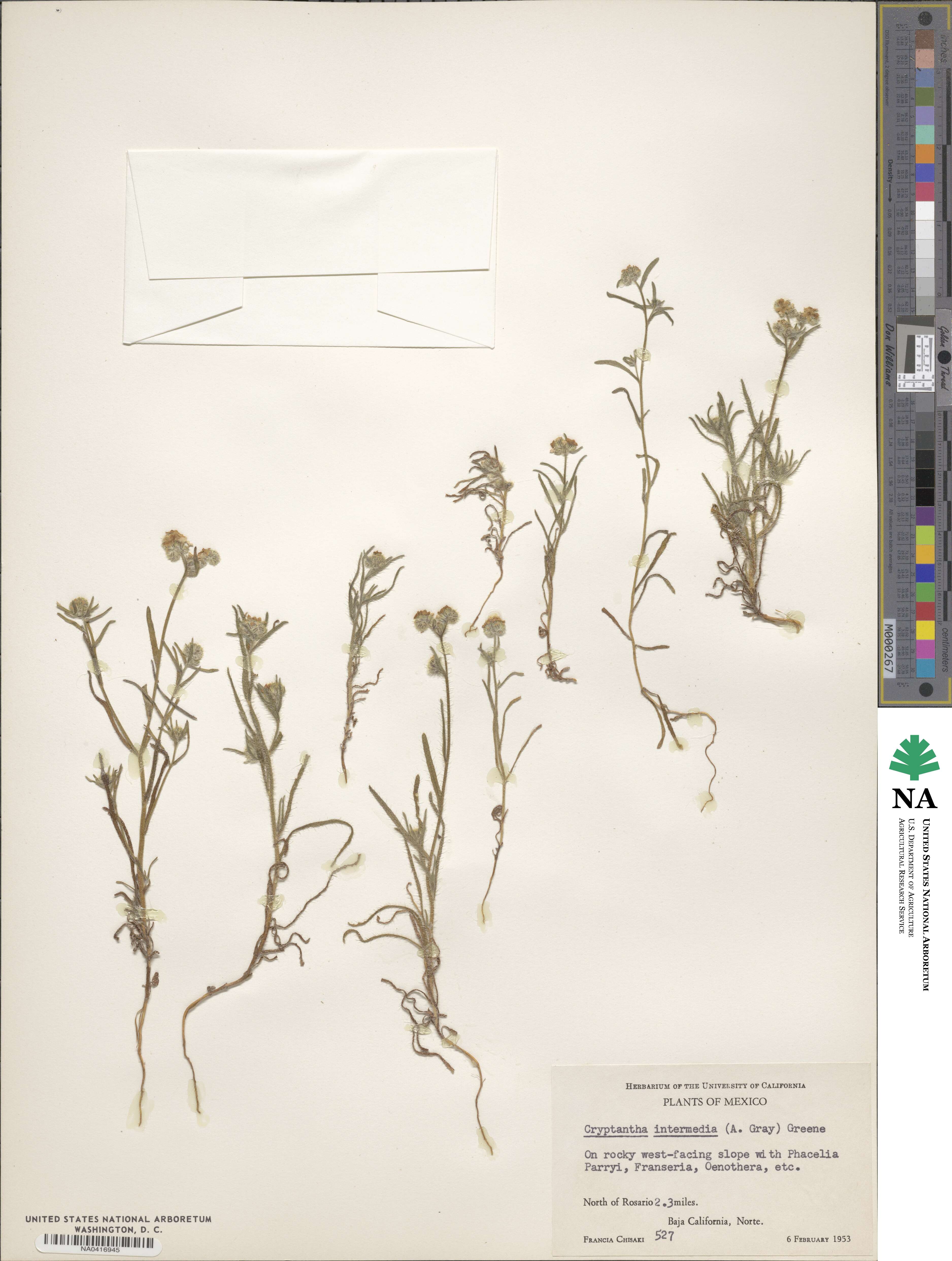 Cryptantha image
