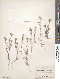 Cryptantha intermedia image