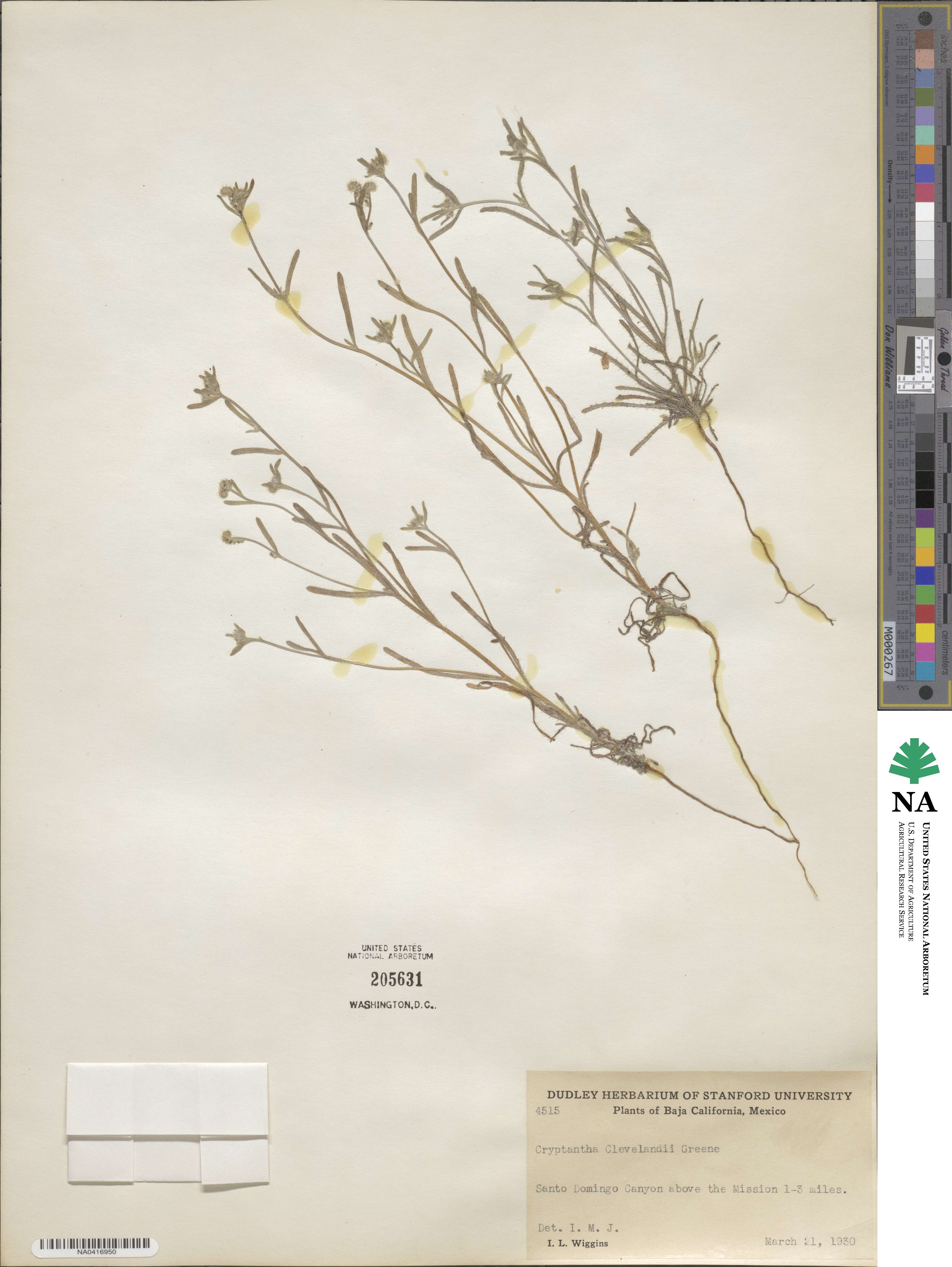Cryptantha clevelandii image