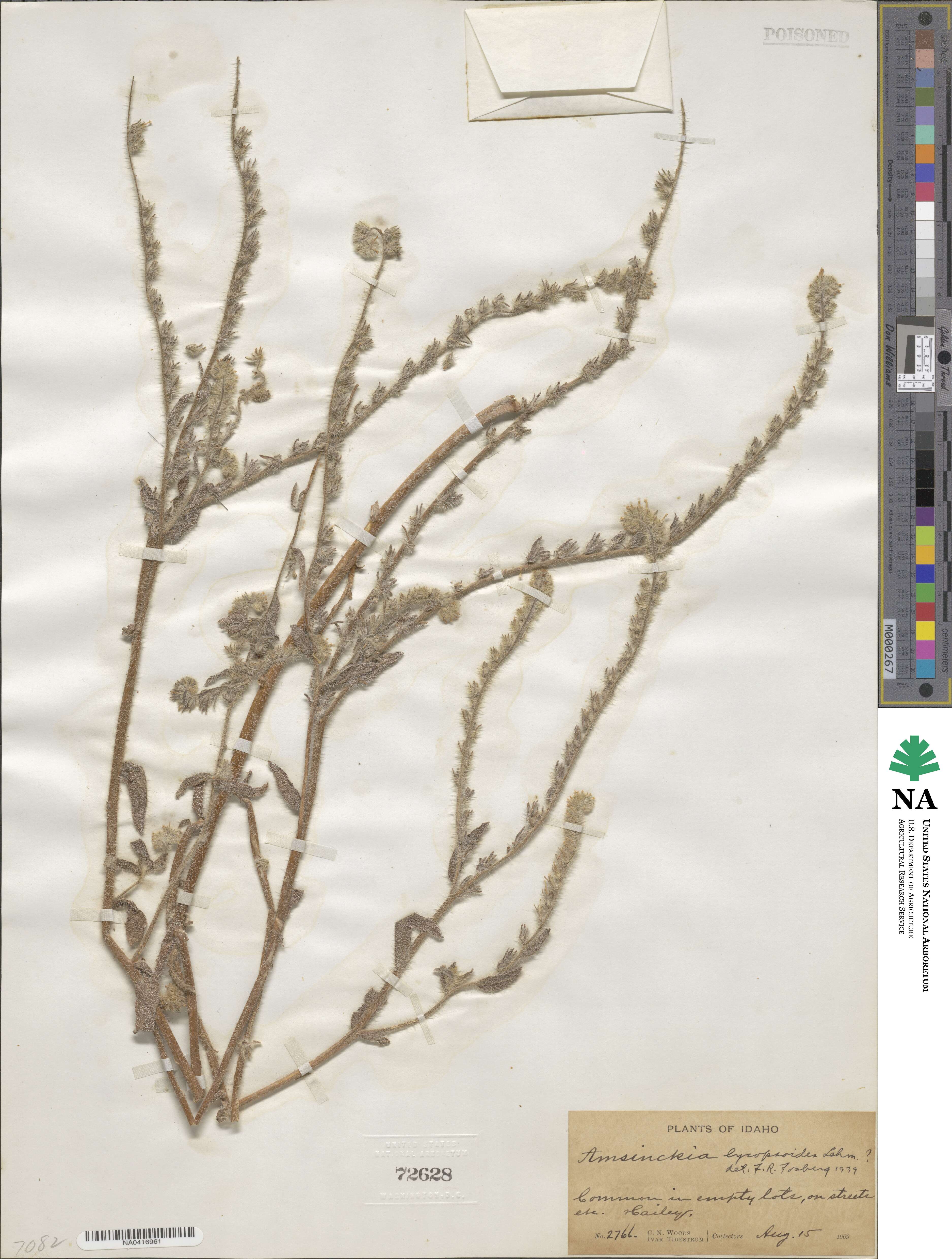 Amsinckia lycopsoides image