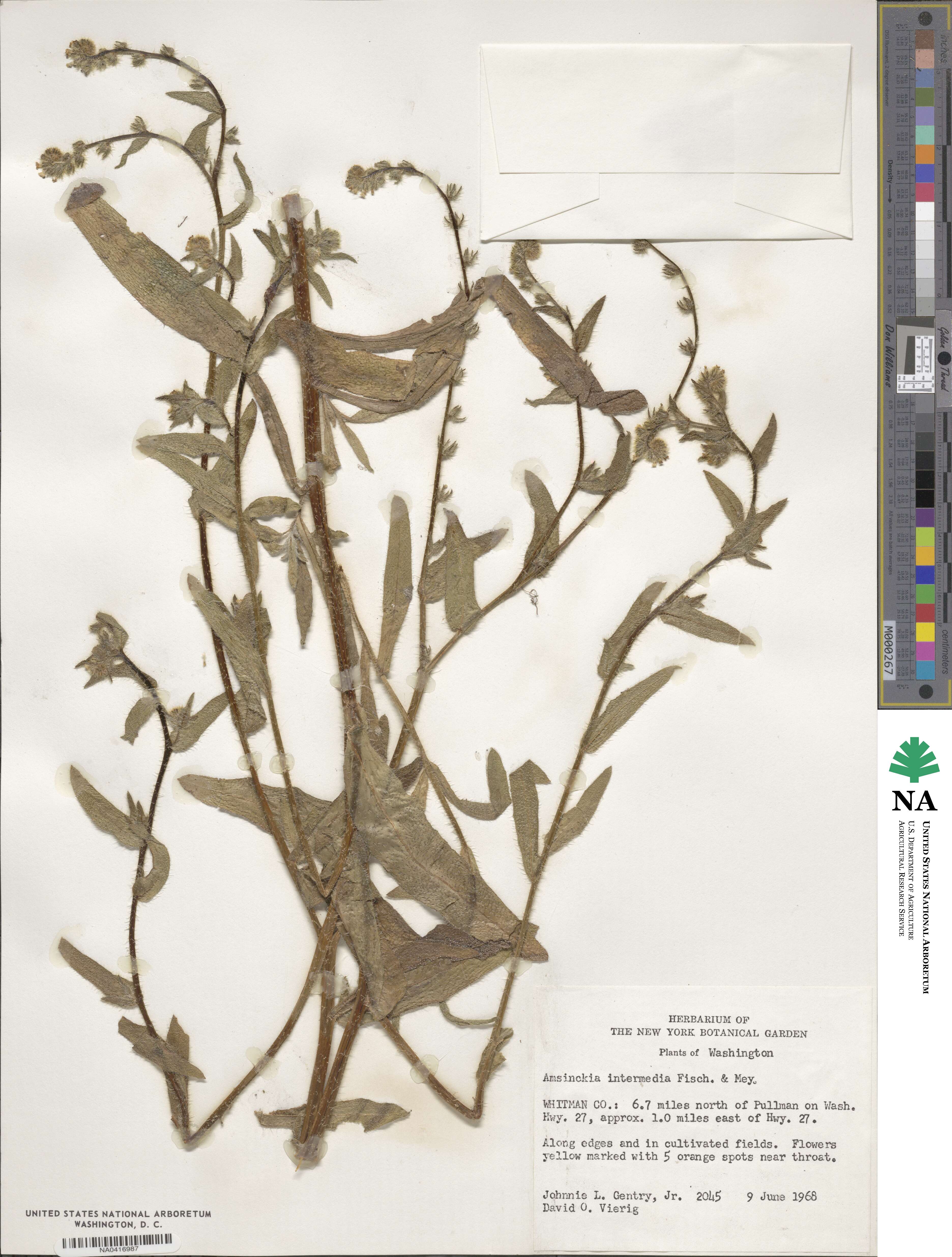 Amsinckia intermedia image