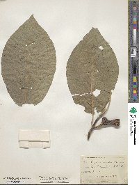 Magnolia acuminata var. subcordata image