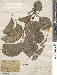 Magnolia acuminata var. subcordata image