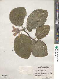 Magnolia acuminata image