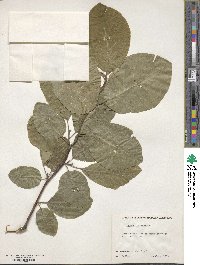 Magnolia acuminata var. subcordata image