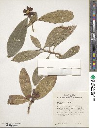 Image of Magnolia coco