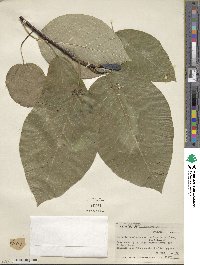 Magnolia acuminata var. subcordata image