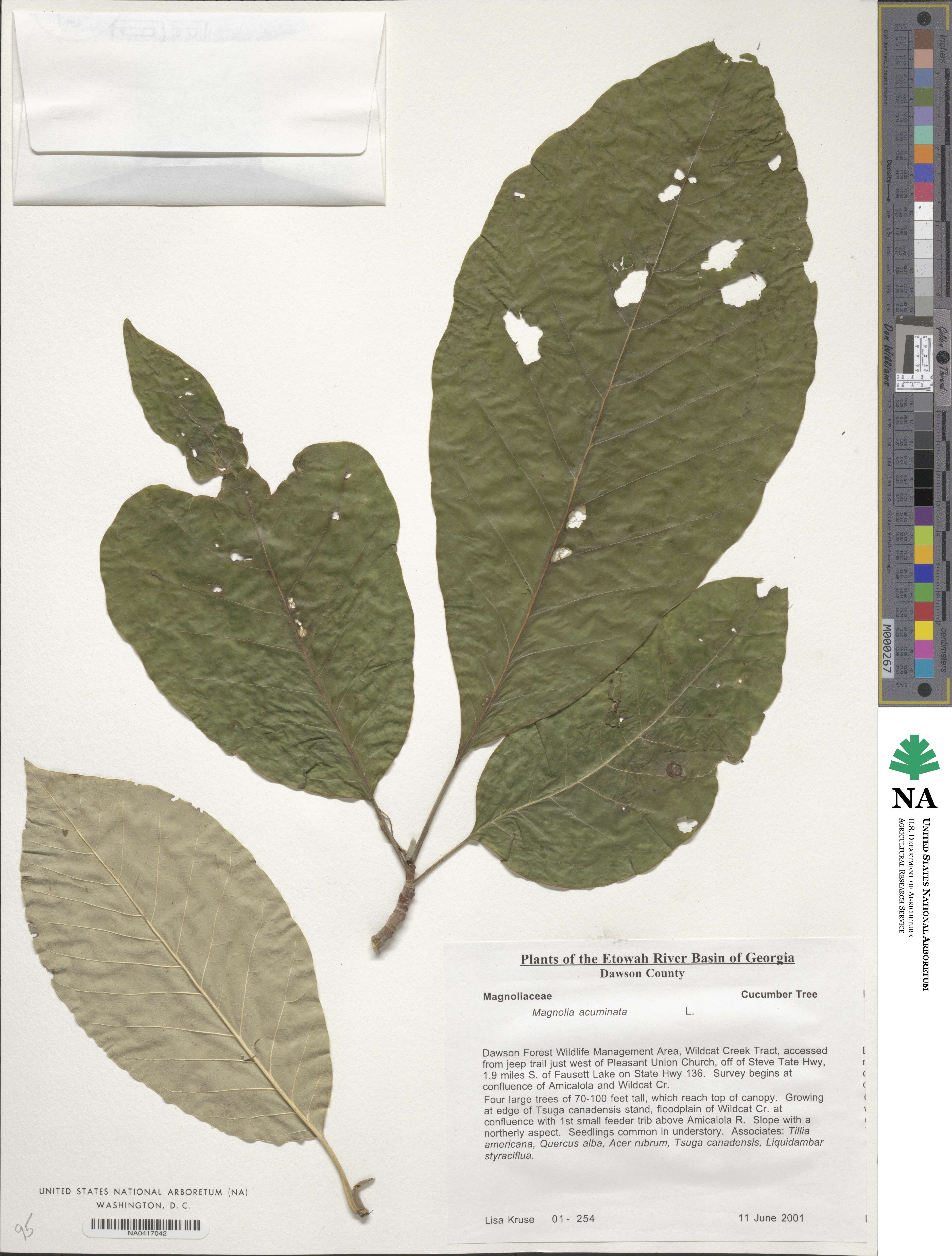 Magnolia acuminata image