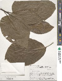 Magnolia acuminata image