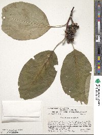 Magnolia acuminata image