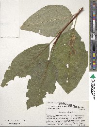 Magnolia acuminata image