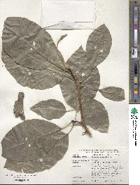 Magnolia acuminata image