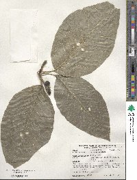 Magnolia acuminata image