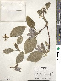 Magnolia acuminata image