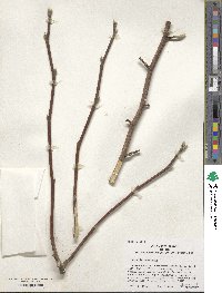 Magnolia acuminata image