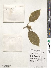 Magnolia acuminata image