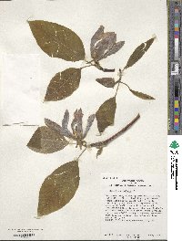 Magnolia acuminata image