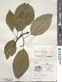 Magnolia acuminata image