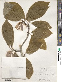 Magnolia acuminata image